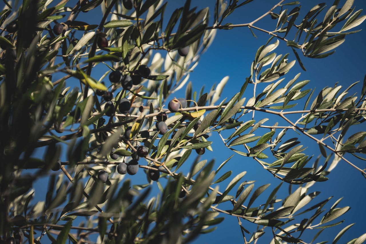 Detailed view of olive branches and leaves with ripe olives under a clear blue sky.