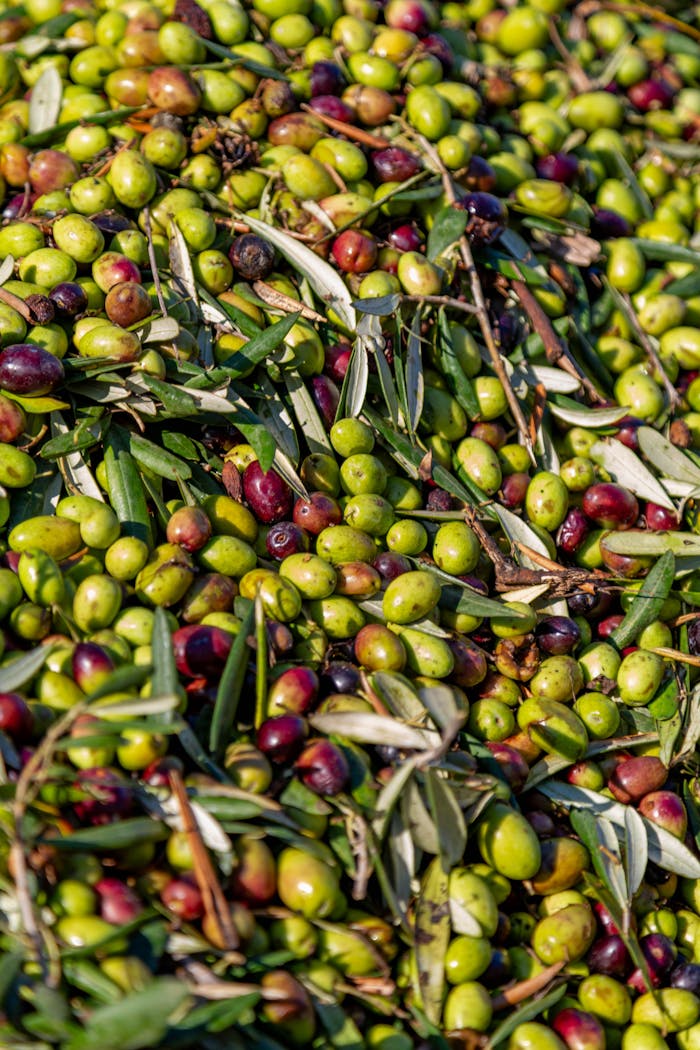 services-04 Close-up of freshly harvested olives in Bari, Puglia, showcasing vibrant colors and textures.