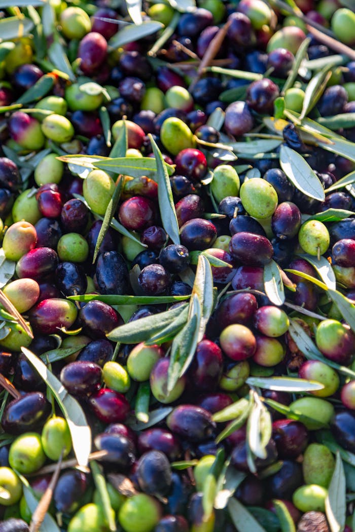 about-us-01 Vibrant assortment of freshly picked olives from Bari, Puglia, capturing the essence of Italian agriculture.