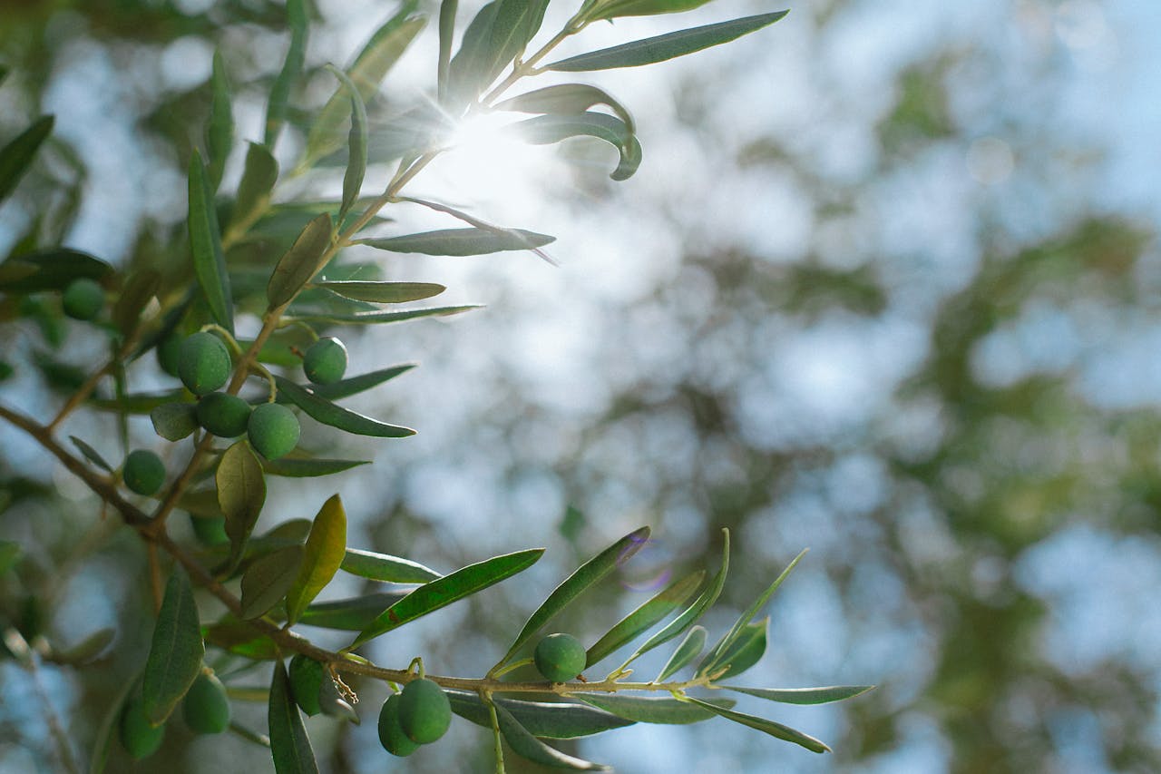 From below of blue sky with sun shining through bushes with fresh branched with green leaves and olives on summer day