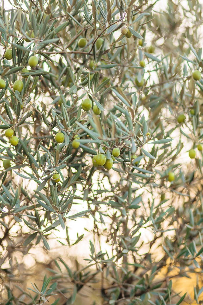 services-03 Close-up view of green olives on olive tree branches under warm summer light.