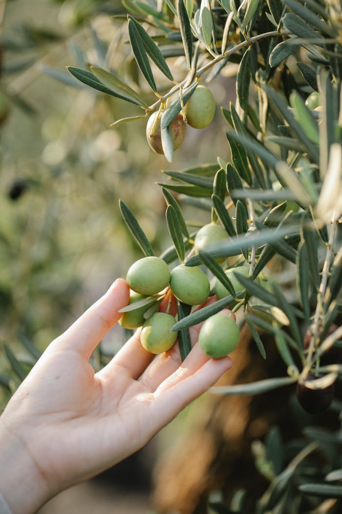 how-we-are Crop anonymous grower touching green olive fruits on tree with long leaves on farm in sunlight